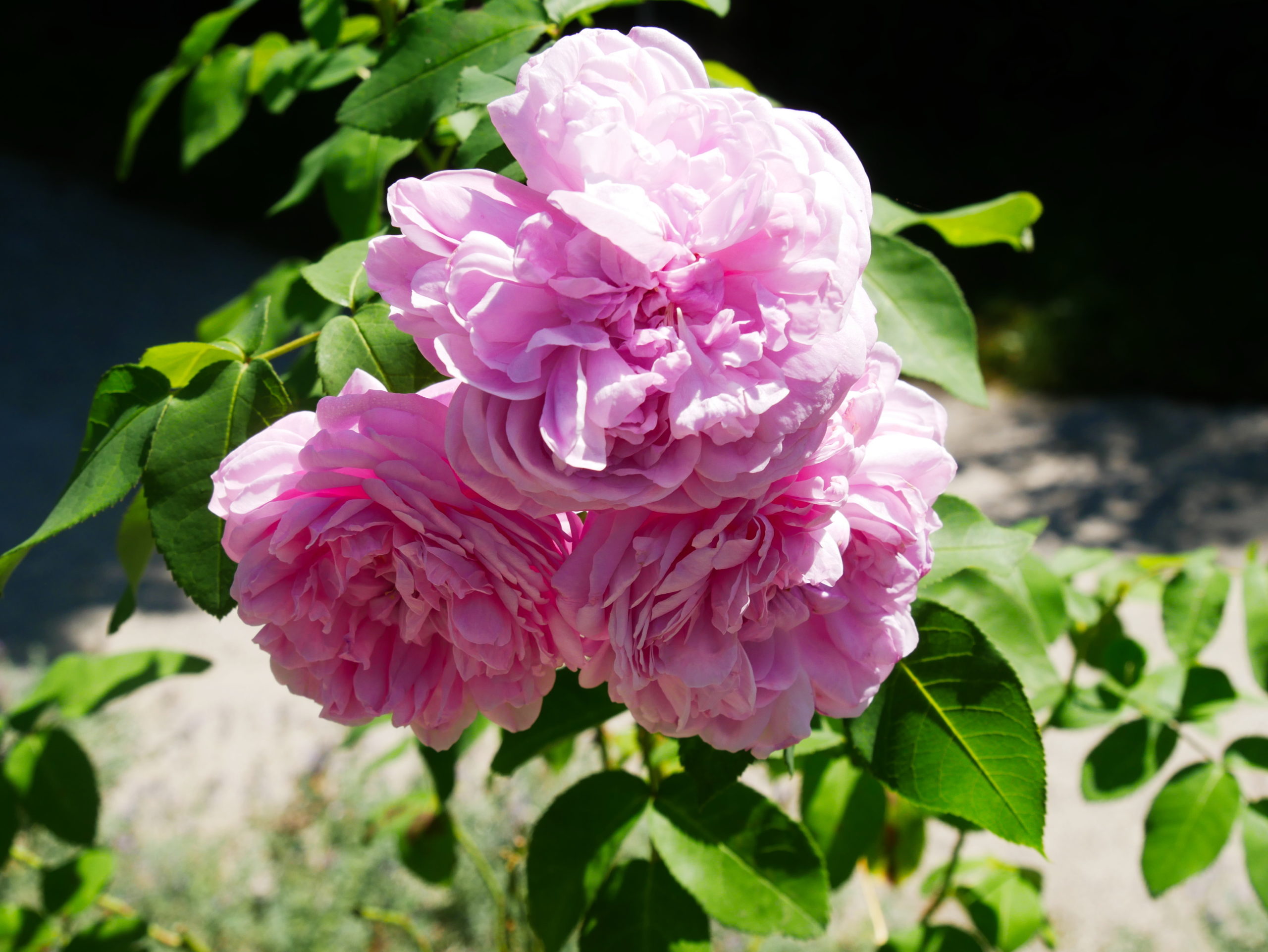 Selbstbewusste Menschen haben Mut!